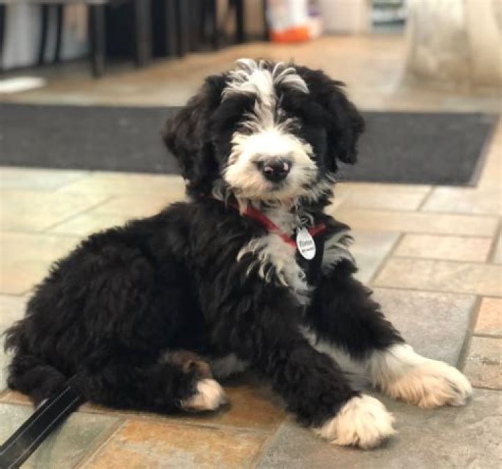 How often should you wash a Bernedoodle?