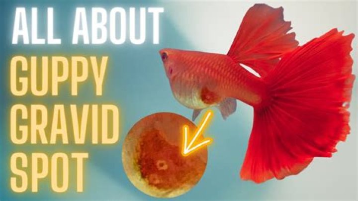 How old is Guppy now?