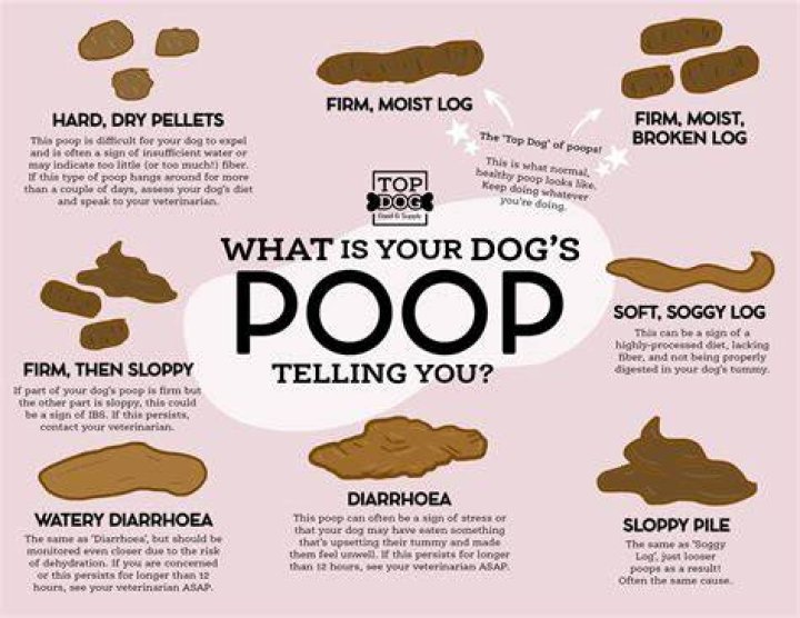 Is dog poop good for the soil?
