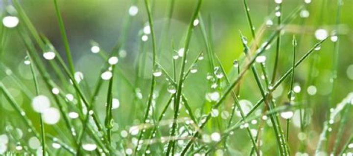 Is it OK to put fertilizer on wet grass?