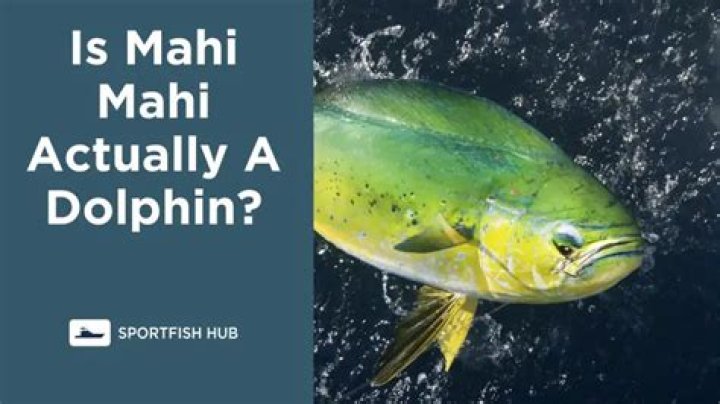Is mahi mahi tuna or dolphin?