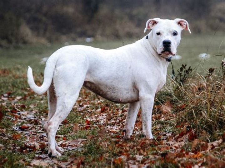 Is testing on dogs legal in the UK?