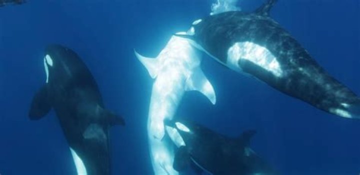 Is the Orca skin Good Lost Ark?