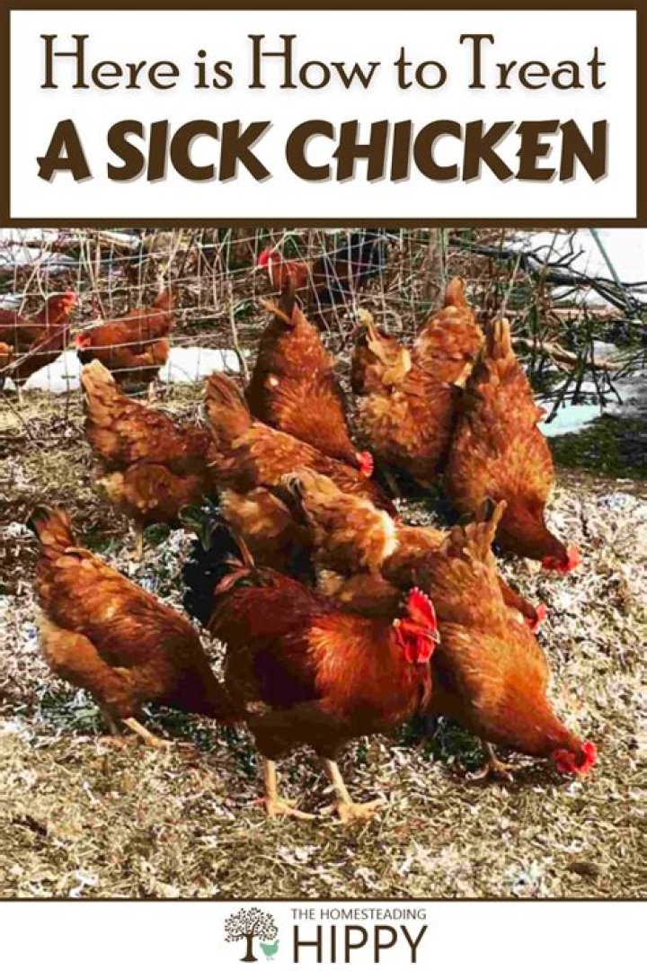 Should I force feed a sick chicken?