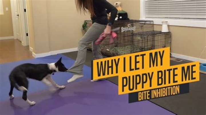 Should I let my puppy bite me?