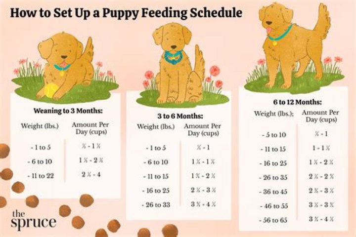 Should I wake a puppy up to pee?