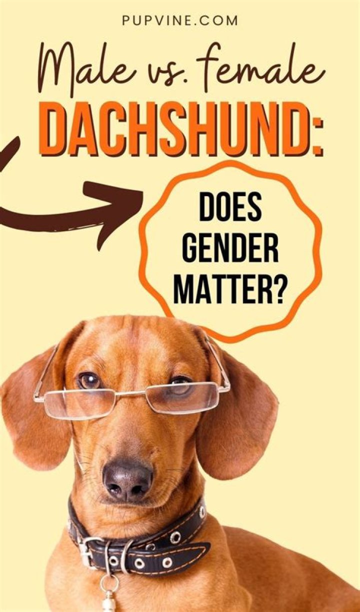 Should second dogs be same gender?