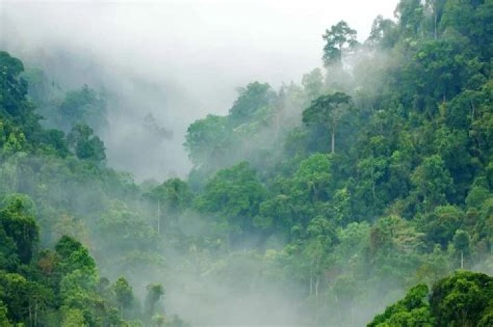 What's the difference between a jungle and a rainforest?