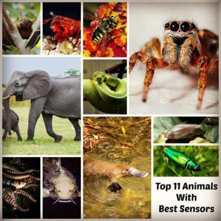 What animal has the best sense of touch?