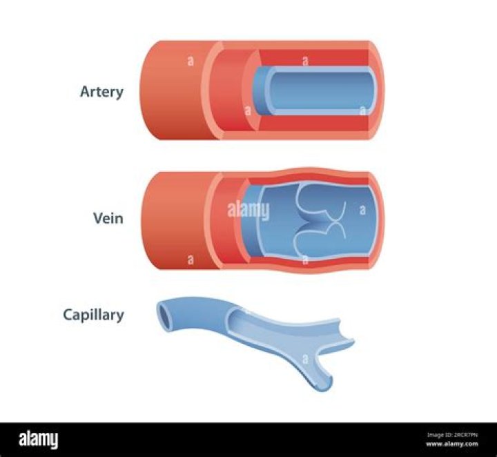 What are the 3 types of blood?