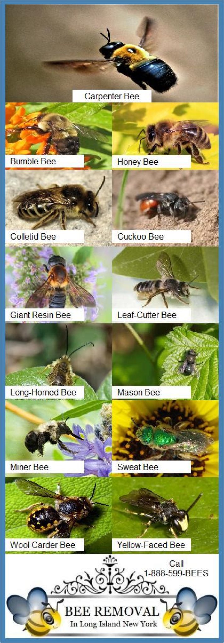 What bees live in the ground and sting?