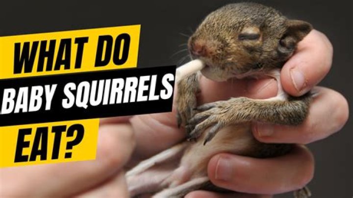 What can I feed a backyard squirrel?