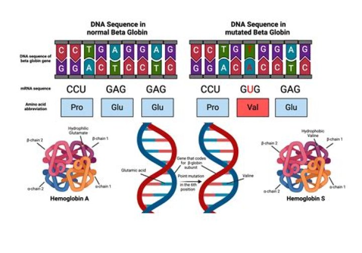 What causes a frameshift mutation quizlet?