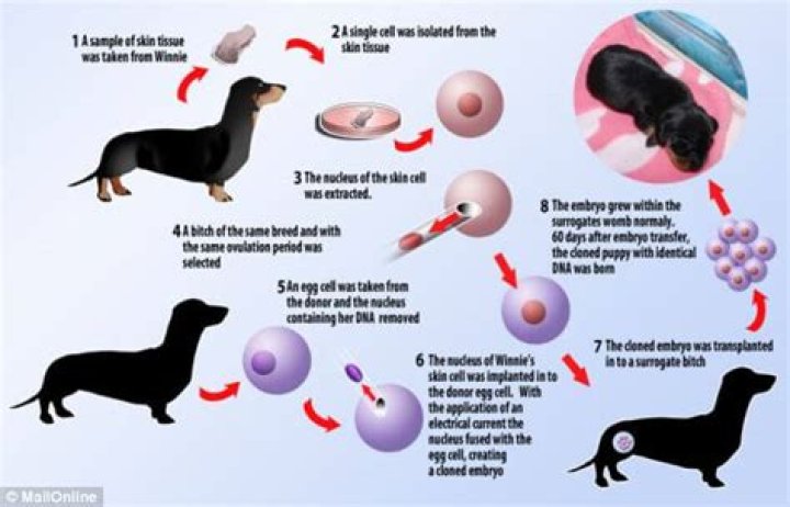 What do you need to clone a dog?