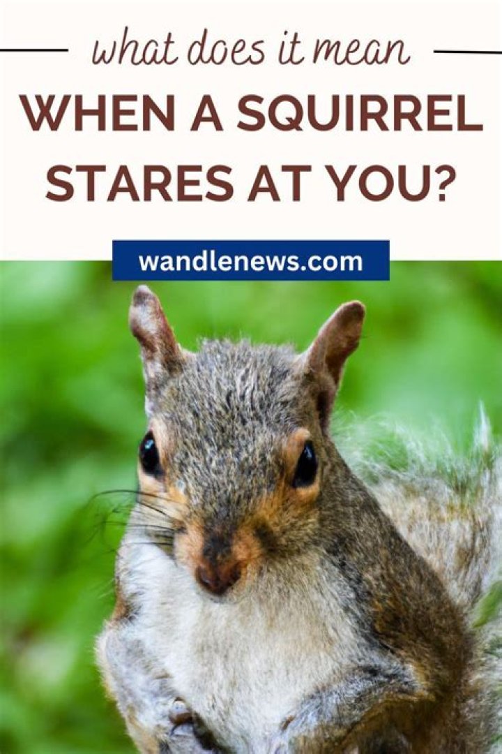 What does it mean when a squirrel lays flat?