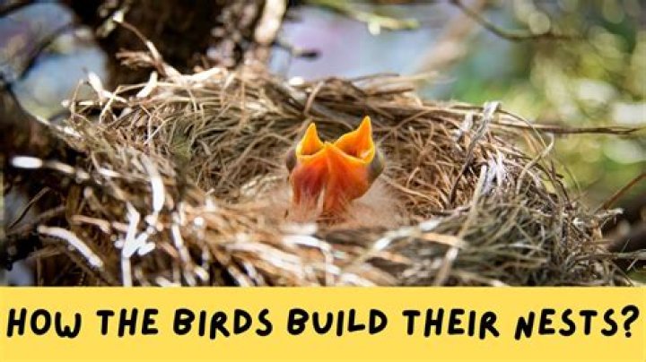 What does it mean when birds make nests around your house?