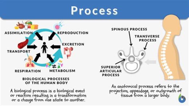 What does process mean in management?