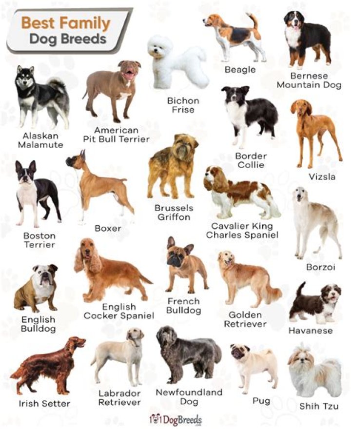 What is a good family dog?
