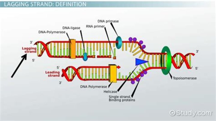 What is different about the lagging strand during DNA replication?