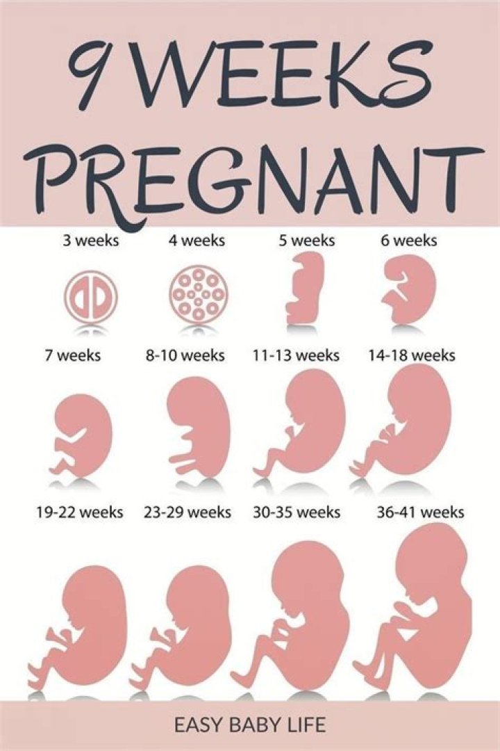 What is happening at 9 weeks pregnant?