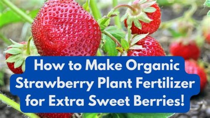 What is the best natural fertilizer for strawberries?