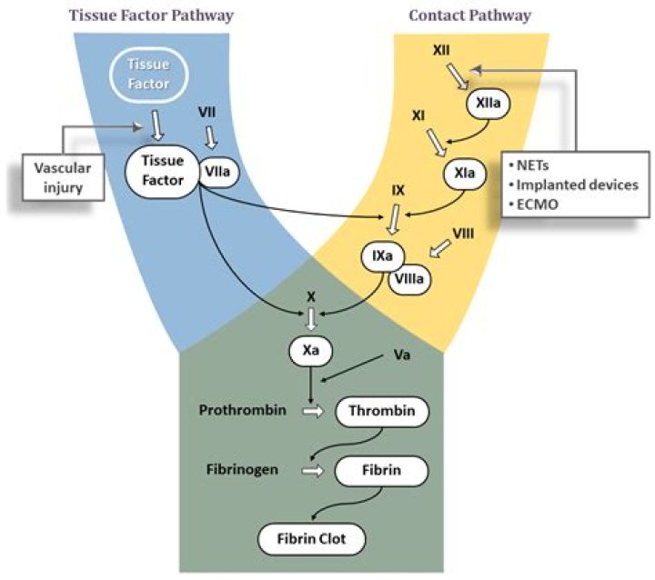 What is the first factor of memory?