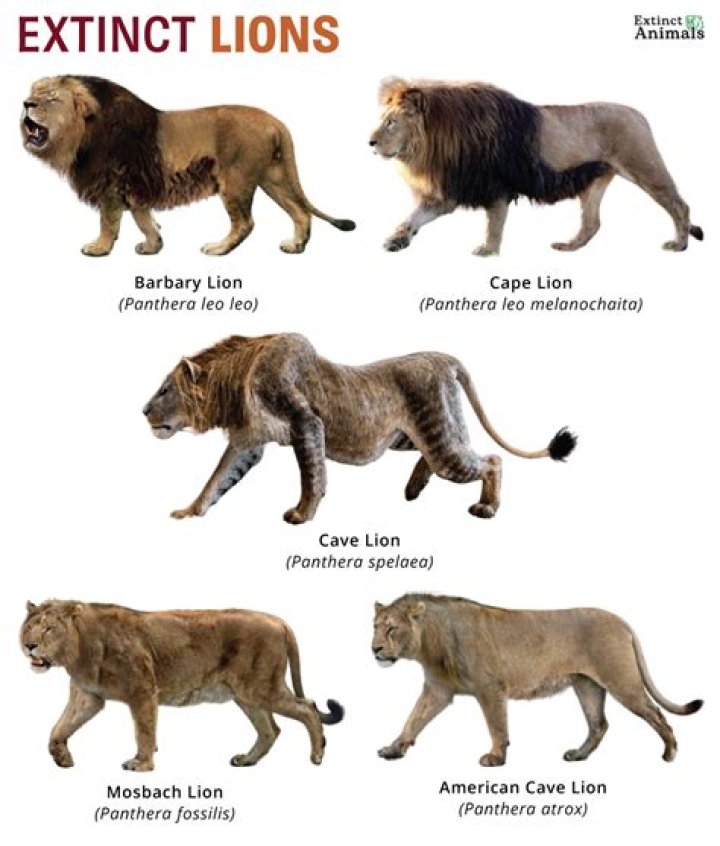 What is the rarest lion?