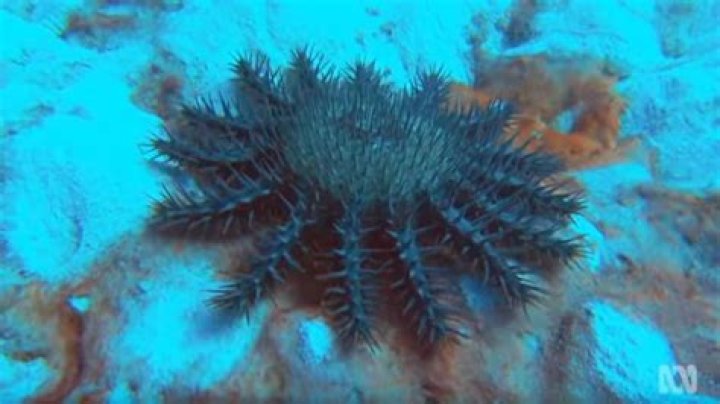 What kills crown-of-thorns starfish?