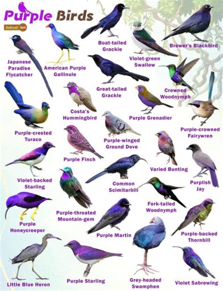 What kind of bird has a purple head?