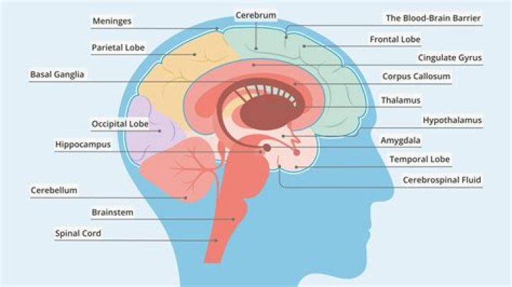 What part of your brain hurts when you have a headache?