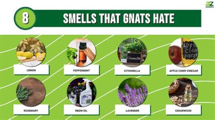 What smell do moths hate?