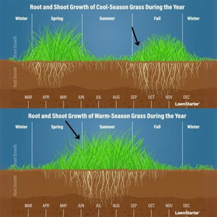 What time of day does grass grow most?