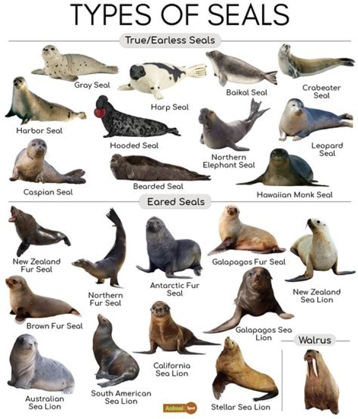 What was the seal that Haku stole?