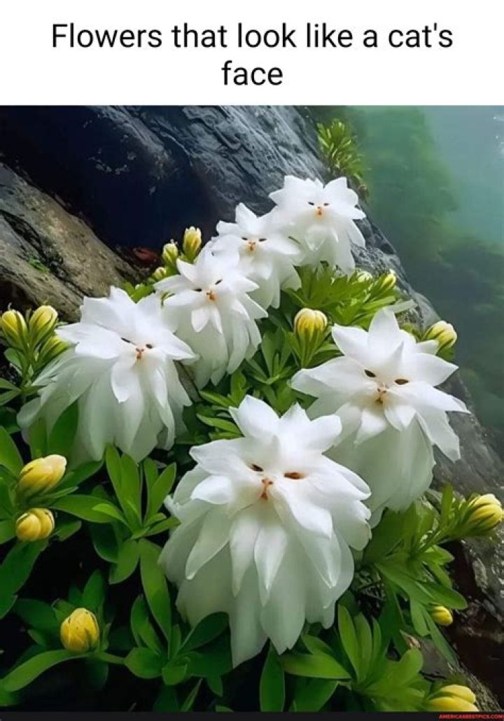 Where are the flowers for Shani?