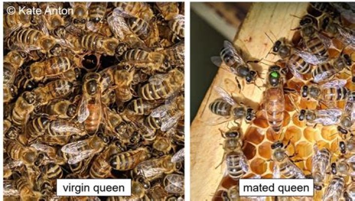 Where does the queen bee sit on the hive?