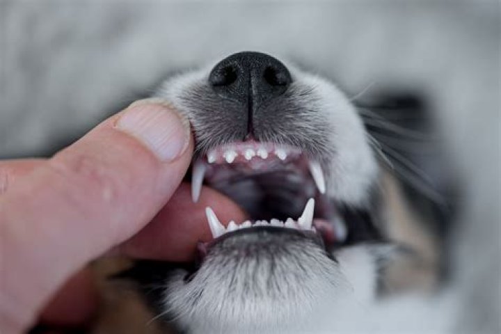 Which dogs have the sharpest teeth?