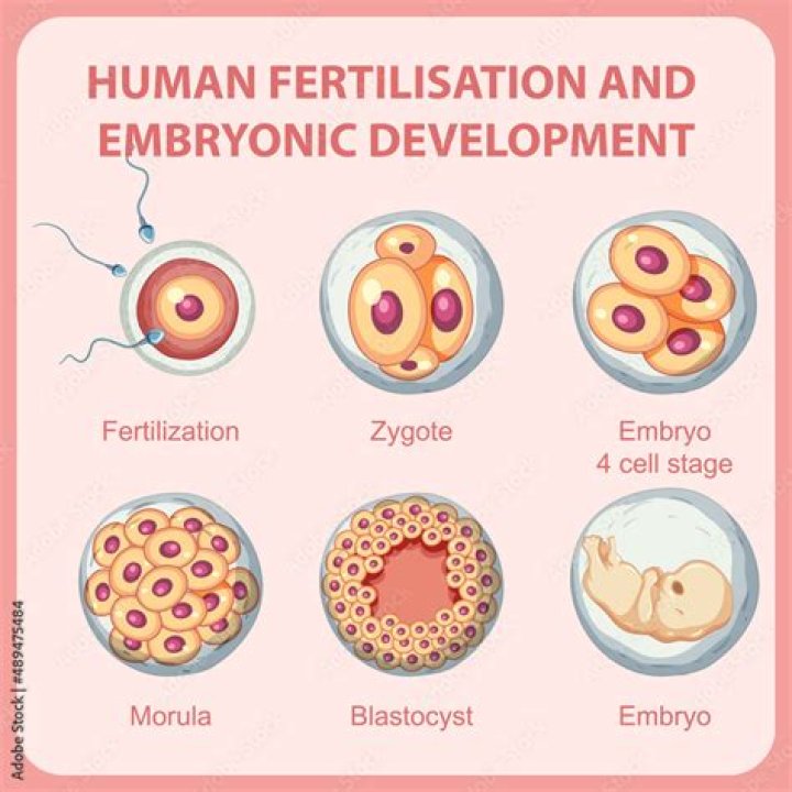 Which theory postulated that the fertilized egg contains a complete miniature human called a homunculus?
