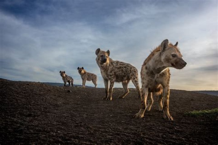 Why are hyenas called laughing?