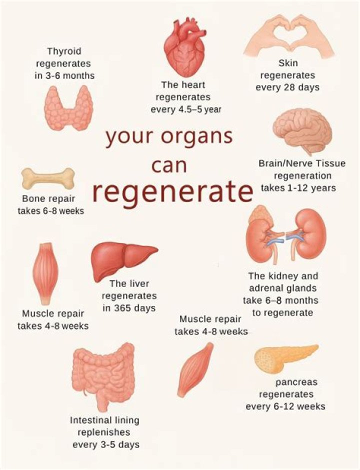 Why can't humans regrow body parts?