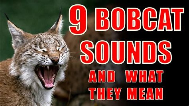 Why do bobcats scream in the summer?