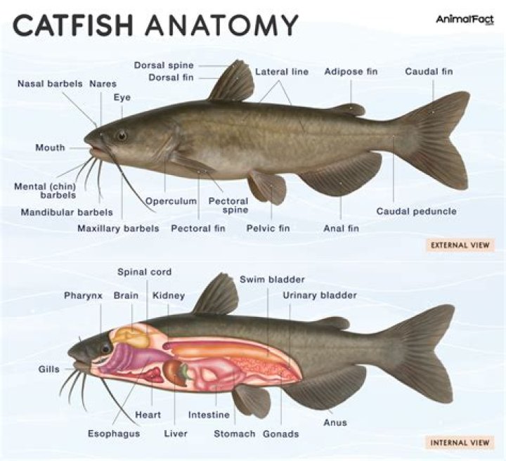Why do catfish vibrate?
