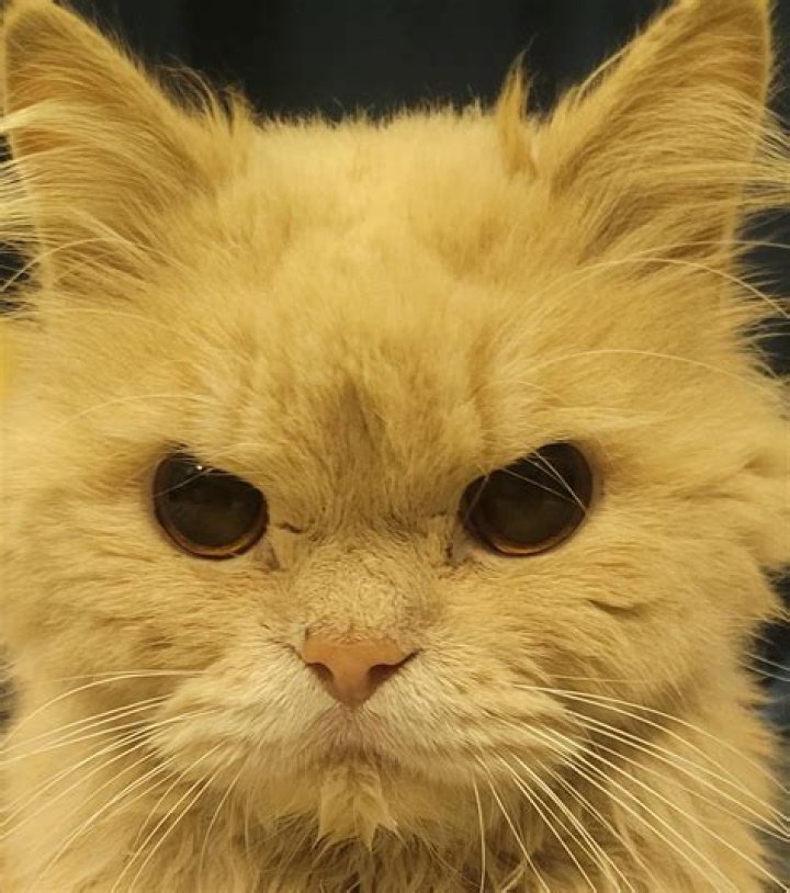 Why do cats always look mad?