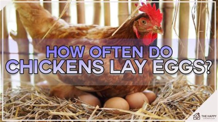 Why do chickens lay down and spread their wings?
