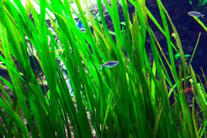 Why do people put tape grass in aquariums?