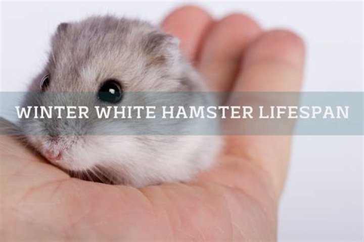 Why do Winter White hamsters squeak?