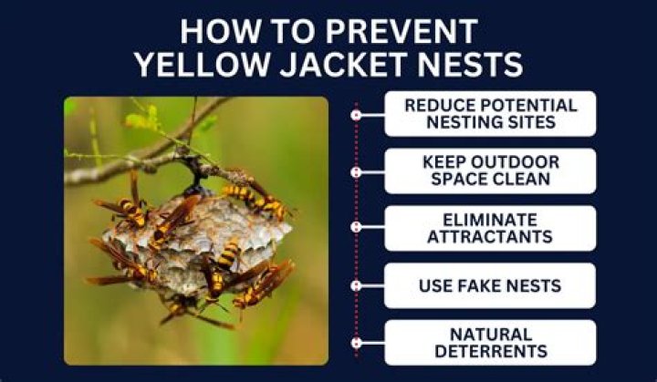Why do yellow jackets follow you?