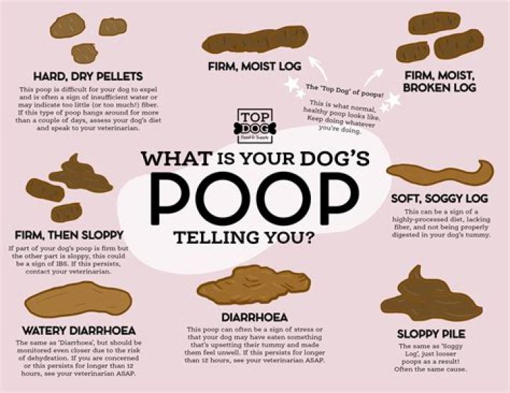 Why does my dog eat horse poo UK?