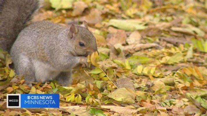 Why is a squirrel crying?