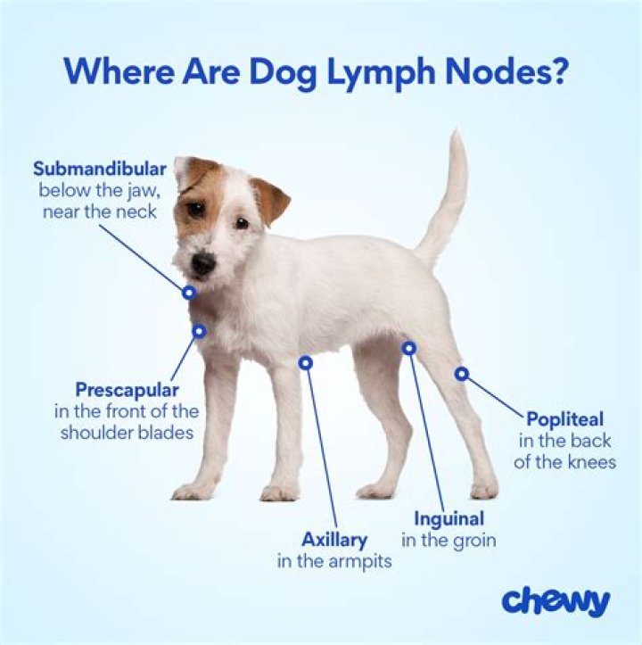 Why would lymph nodes light up on a PET scan?