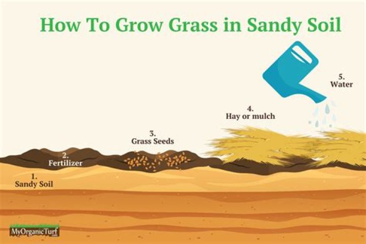 Will grass grow on top of dirt?